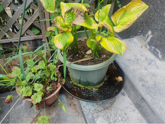 1775524925561220.png image.png